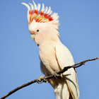 Cockatoo Bird Ringtones