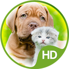Wallpapers cute animals