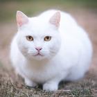 Cute Cat Wallpapers 2023