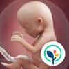 Baby Center: My Pregnancy Today