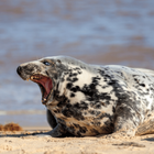 Scary Animal Sounds