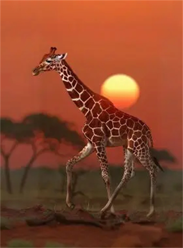 Crazy Sagittarius African Animals Summary