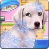 Labrador Puppy Day Care