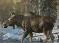 Crazy Sagittarius Snowfield Animals Collection