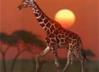 Crazy Sagittarius African Animals Collection